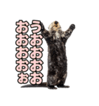 ラッコ！！実写（個別スタンプ：26）