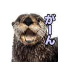 ラッコ！！実写（個別スタンプ：27）