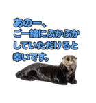 ラッコ！！実写（個別スタンプ：31）