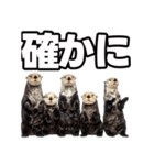 ラッコ！！実写（個別スタンプ：33）