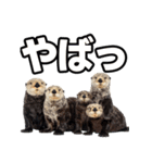 ラッコ！！実写（個別スタンプ：34）
