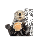 ラッコ！！実写（個別スタンプ：35）