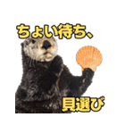 ラッコ！！実写（個別スタンプ：36）