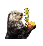 ラッコ！！実写（個別スタンプ：38）
