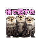 ラッコ！！実写（個別スタンプ：39）