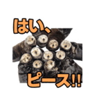 ラッコ！！実写（個別スタンプ：40）