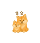 柴犬の日常会話24（個別スタンプ：2）