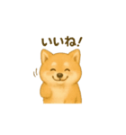 柴犬の日常会話24（個別スタンプ：12）