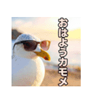 おしゃべりカモメ（個別スタンプ：1）