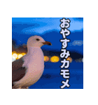 おしゃべりカモメ（個別スタンプ：2）