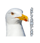 おしゃべりカモメ（個別スタンプ：3）