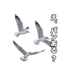 おしゃべりカモメ（個別スタンプ：7）