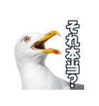 おしゃべりカモメ（個別スタンプ：9）