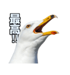 おしゃべりカモメ（個別スタンプ：10）