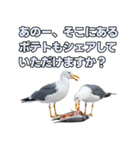 おしゃべりカモメ（個別スタンプ：13）