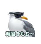 おしゃべりカモメ（個別スタンプ：16）
