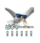おしゃべりカモメ（個別スタンプ：17）