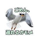 おしゃべりカモメ（個別スタンプ：19）