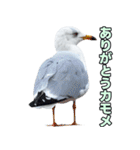 おしゃべりカモメ（個別スタンプ：20）