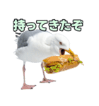 おしゃべりカモメ（個別スタンプ：21）