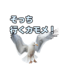 おしゃべりカモメ（個別スタンプ：25）