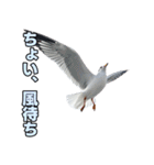 おしゃべりカモメ（個別スタンプ：26）