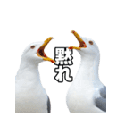 おしゃべりカモメ（個別スタンプ：27）