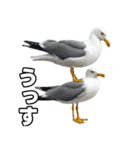 おしゃべりカモメ（個別スタンプ：34）