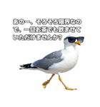 おしゃべりカモメ（個別スタンプ：36）