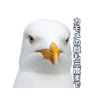 おしゃべりカモメ（個別スタンプ：38）