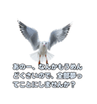 おしゃべりカモメ（個別スタンプ：40）