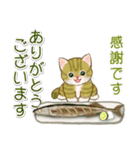 子猫ねこネコ 秋（個別スタンプ：26）