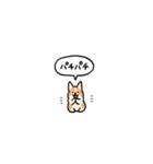 小さいコーギー2(フキダシ)（個別スタンプ：6）