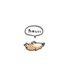 小さいコーギー2(フキダシ)（個別スタンプ：8）