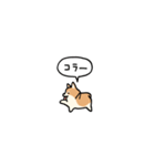 小さいコーギー2(フキダシ)（個別スタンプ：24）