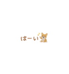 癒しコーギーの省スペース敬語（個別スタンプ：7）