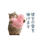 実写ねこ彼女【カップル・おもしろい】（個別スタンプ：1）