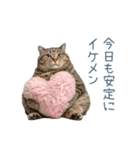 実写ねこ彼女【カップル・おもしろい】（個別スタンプ：4）
