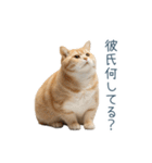 実写ねこ彼女【カップル・おもしろい】（個別スタンプ：7）