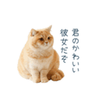 実写ねこ彼女【カップル・おもしろい】（個別スタンプ：8）