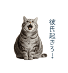 実写ねこ彼女【カップル・おもしろい】（個別スタンプ：12）