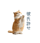 実写ねこ彼女【カップル・おもしろい】（個別スタンプ：13）