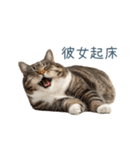 実写ねこ彼女【カップル・おもしろい】（個別スタンプ：14）