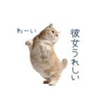 実写ねこ彼女【カップル・おもしろい】（個別スタンプ：17）