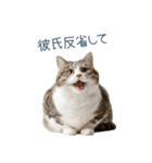 実写ねこ彼女【カップル・おもしろい】（個別スタンプ：20）