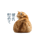 実写ねこ彼女【カップル・おもしろい】（個別スタンプ：22）