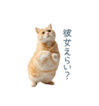 実写ねこ彼女【カップル・おもしろい】（個別スタンプ：23）