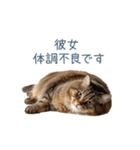 実写ねこ彼女【カップル・おもしろい】（個別スタンプ：25）