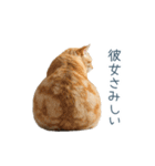 実写ねこ彼女【カップル・おもしろい】（個別スタンプ：28）