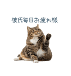 実写ねこ彼女【カップル・おもしろい】（個別スタンプ：30）